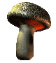 pilz02.gif: 80 x 90 14.54kB pilz02.gif: 80 x 90 14.54kB