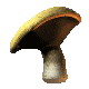 pilz03.gif: 80 x 80 16.25kB pilz03.gif: 80 x 80 16.25kB
