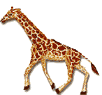 giraffe01.gif: 146 x 135  13.38kB