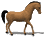 pferd22.gif: 91 x 75  10.39kB