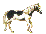 pferd26.gif: 160 x 118  31.8kB