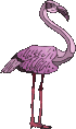 flamingo01.gif: 70 x 118  13.92kB