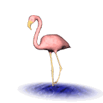 flamingo02.gif: 150 x 150  12.19kB