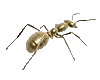 ameisen14.gif: 100 x 80  7.91kB