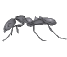 ameisen18.gif: 134 x 114  13.68kB