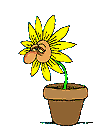 Blume GIF