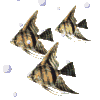 fischschwarm01.gif: 100 x 100  12.92kB