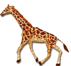 giraffe01.gif: 146 x 135  13.38kB