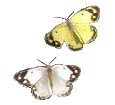 schmetterling23.gif: 163 x 149  20.36kB