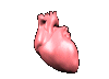 organ01.gif: 100 x 72  28.53kB