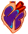organ05.gif: 58 x 70  23.51kB
