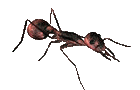 ameisen13.gif: 140 x 90 15.54kB ameisen13.gif: 140 x 90 15.54kB