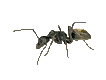 ameisen15.gif: 106 x 80 6.57kB ameisen15.gif: 106 x 80 6.57kB