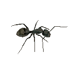 ameisen17.gif: 140 x 113 8.41kB ameisen17.gif: 140 x 113 8.41kB