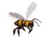 biene02.gif: 61 x 54  5.11kB