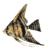 fisch01.gif: 100 x 100  12.16kB
