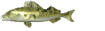 fisch05.gif: 150 x 45  21.98kB