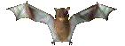 fledermaus03.gif: 141 x 53  10.52kB