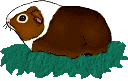 meerschwein3.gif: 128 x 81 18.08kB meerschwein3.gif: 128 x 81 18.08kB