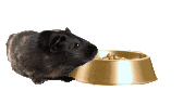 meerschwein6.gif: 168 x 96 15.08kB meerschwein6.gif: 168 x 96 15.08kB