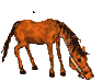 pferd05.gif: 94 x 75  14.75kB