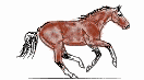 pferd09.gif: 132 x 73  14.11kB