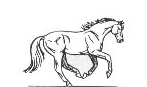 pferd10.gif: 147 x 87  18.23kB