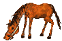 pferd14.gif: 91 x 61  17.1kB