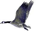 vogel02.gif: 120 x 103  4.93kB
